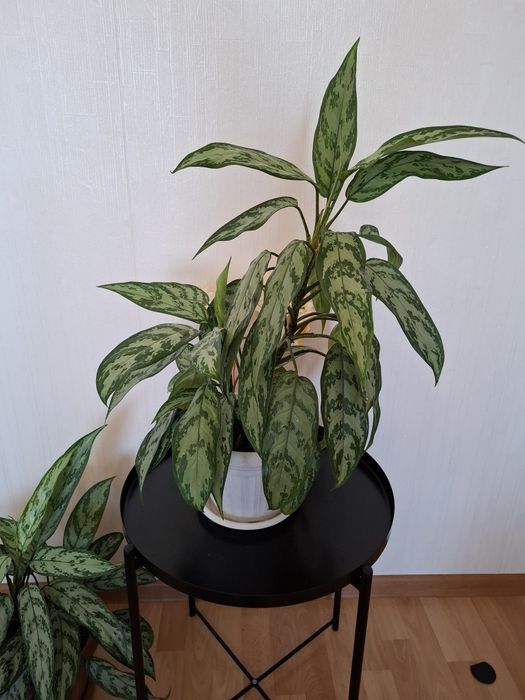 Цветы в горшках, аглаонема