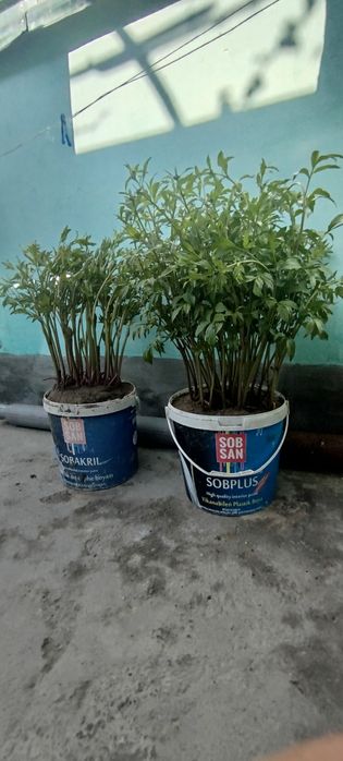 Пиона цветы. Piona gullari.