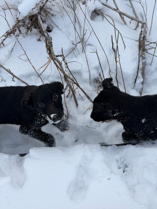 Отдам в добрые руки щенят