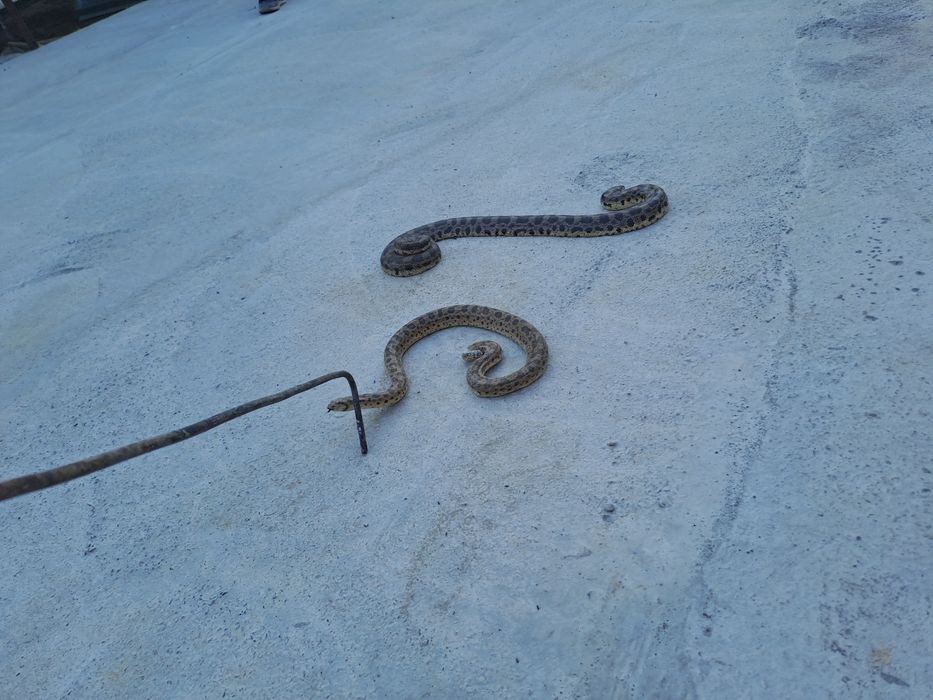 Колбар жылан бар