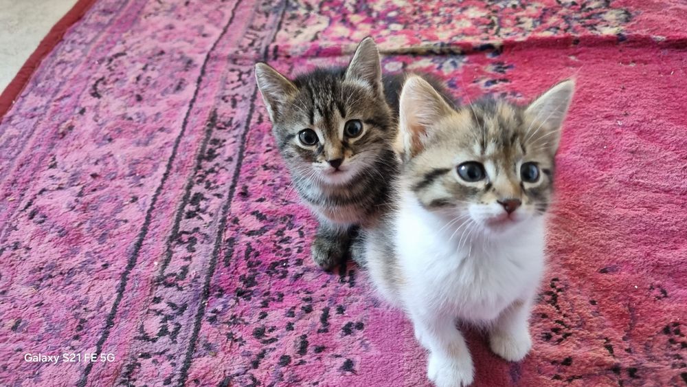 Отдам котят даром
