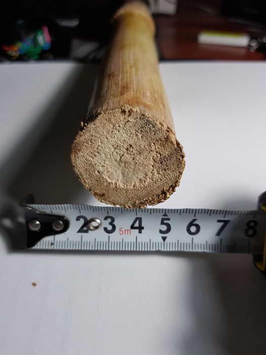 Продам стебли Камышового Бамбука 2023 года урожая.