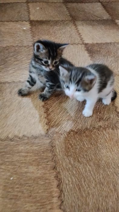 Отдам котят и кошку