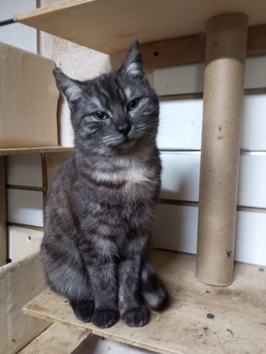 Британка метиска кошечка