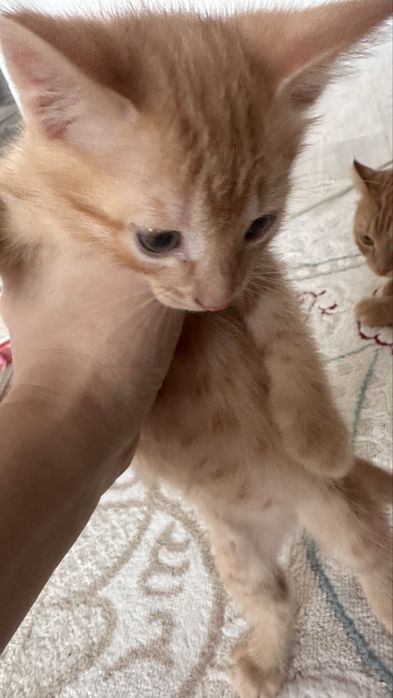 Отдам котенка в хорошие руки
