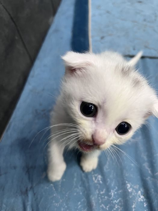 котята ищут дом