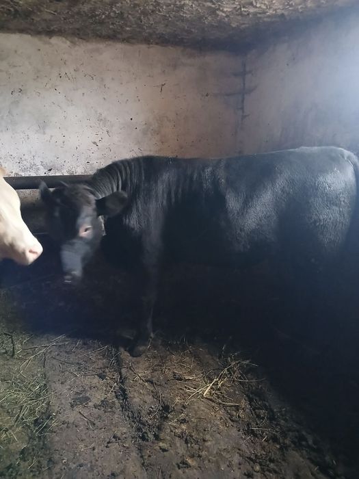 Vând un taur angus negru și o junica bălțată românească