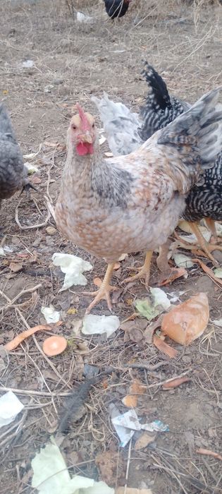 Продам петухов домашних