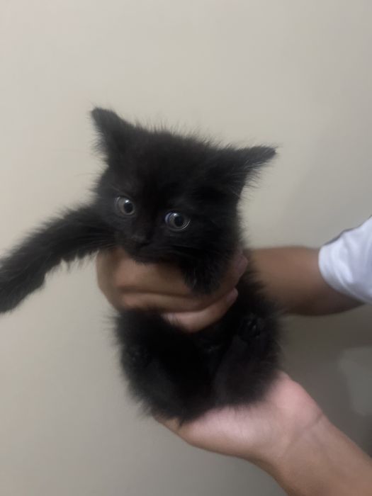 Котята в хорошие руки