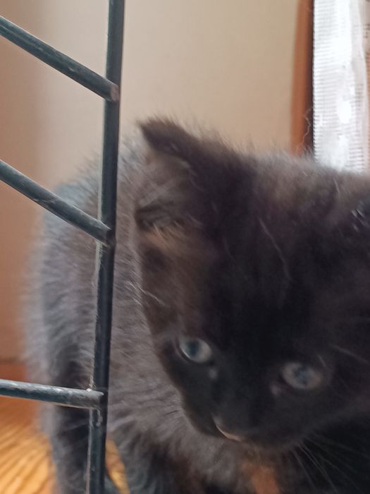 отдам котенка в добрые руки