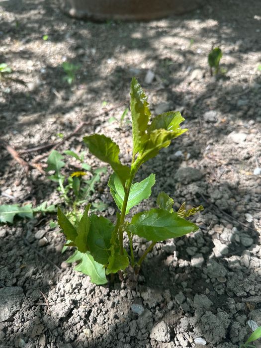 Вишня растение , саженцы