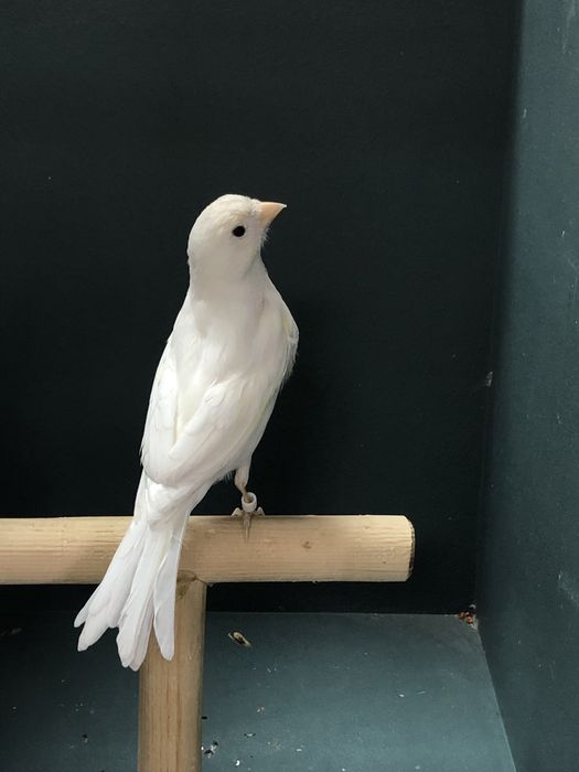 Канарейка (кенар) самец