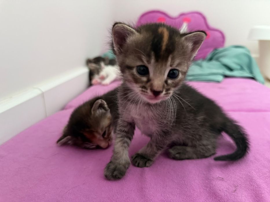 Продам милых котят