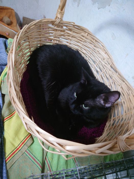 Котик в поисках дома