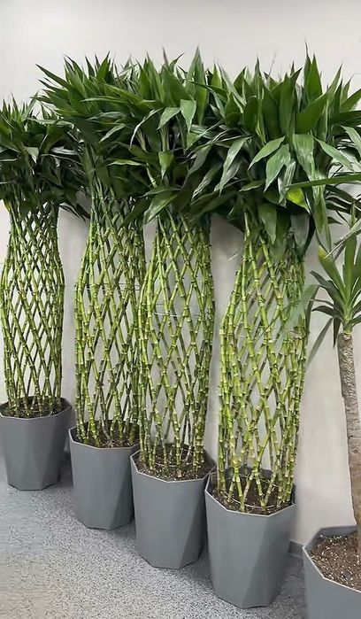 Бамбук цветы  драцена