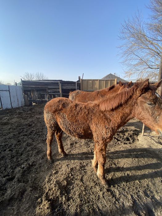 Бие мен тайлар откормда