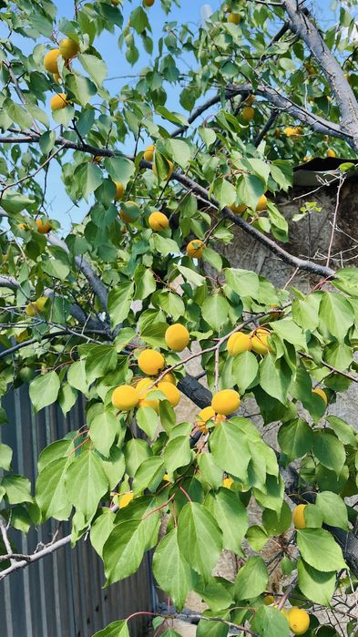 абрикос өзіміздің ауламыздан
