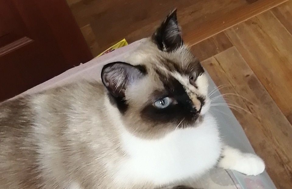 Апрелька, кошечка стерилизованная