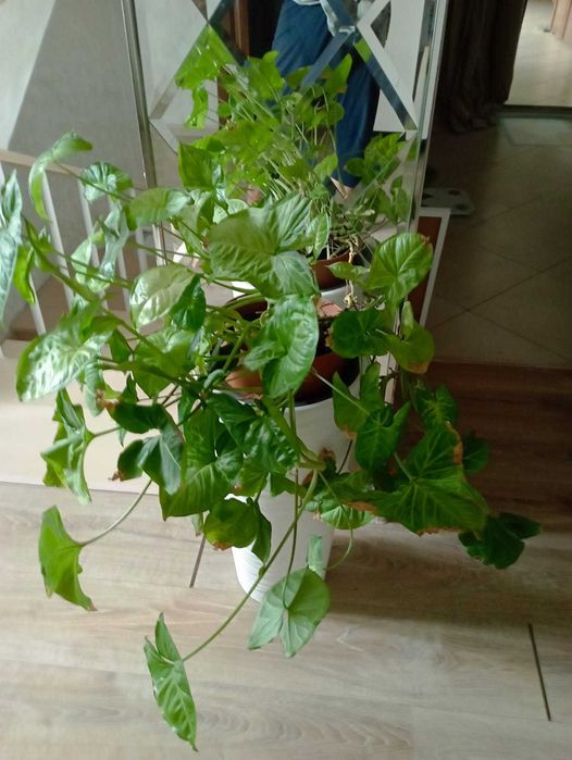Продам комнатные растения в горшках