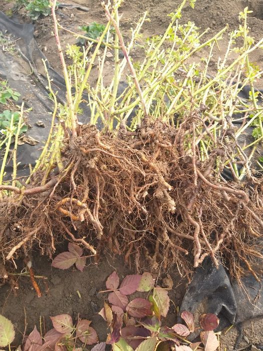 Ежевика Блэк джем