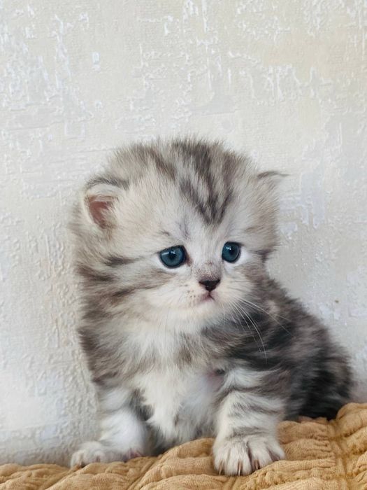 Продам Котята шотландские вислоухие