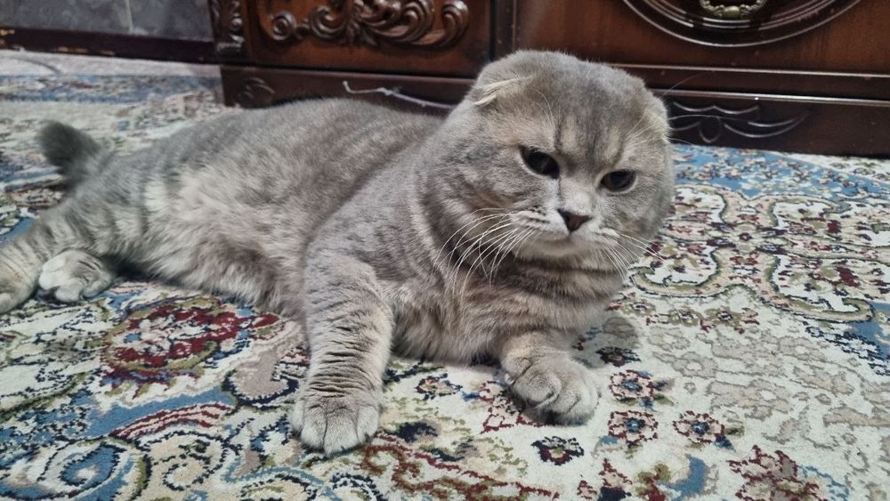Scottish Fold sotiladi
