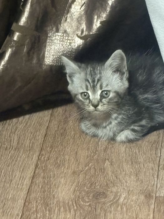 Котенок шотландский