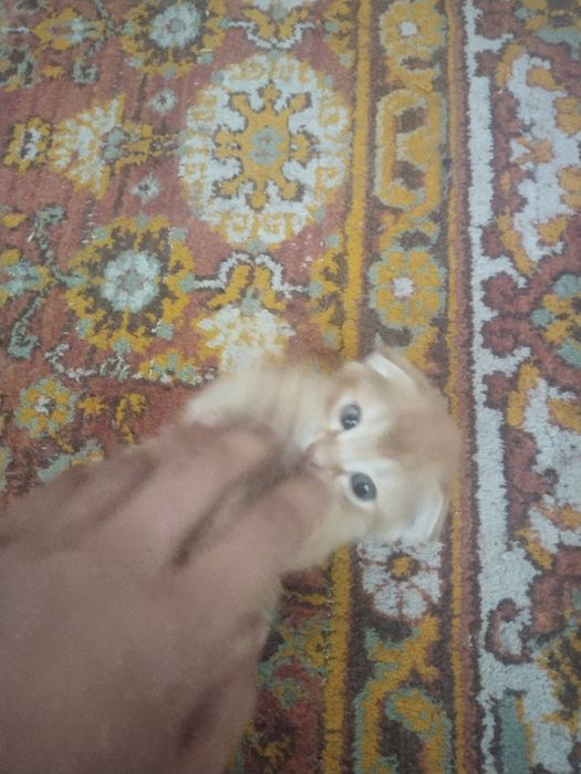 Продаются котята породистые