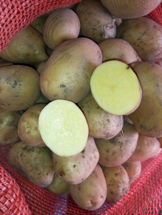 Кортофель домашний