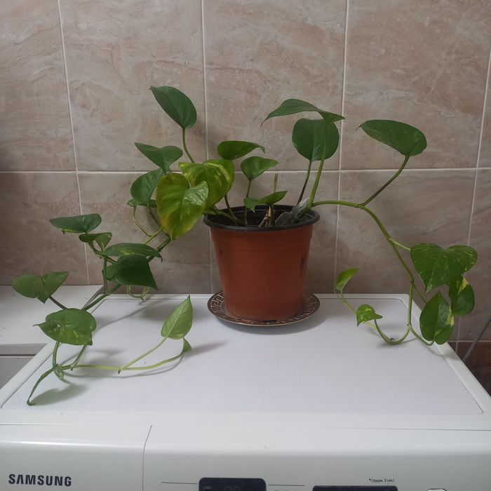 Комнатние растения