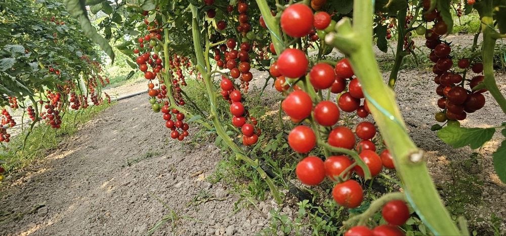 Продаются томаты черри ,помидоры черри оптом и в розницу