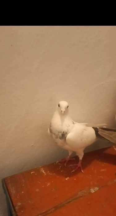 Продаются голуби