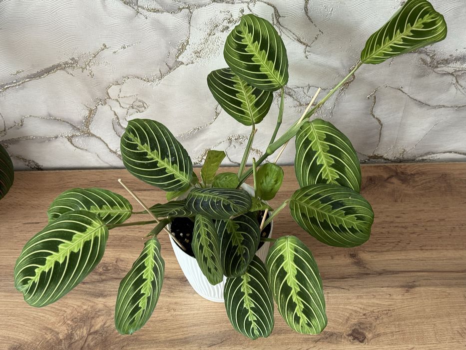 Комнатные растения. Домашние цветы