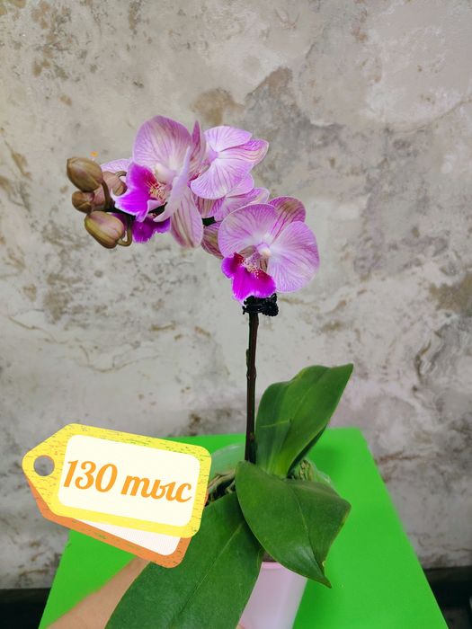 Phalaenopsis big lip