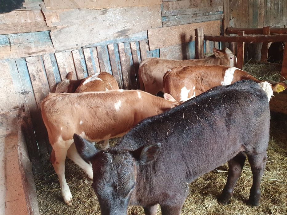 Vand vitele baltate si 1 angus