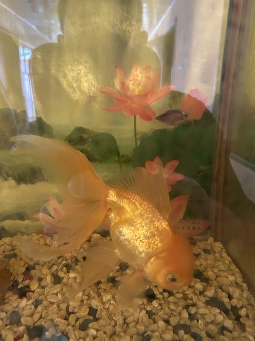 Аквариумные.             рыбки            Золатая               рыбка