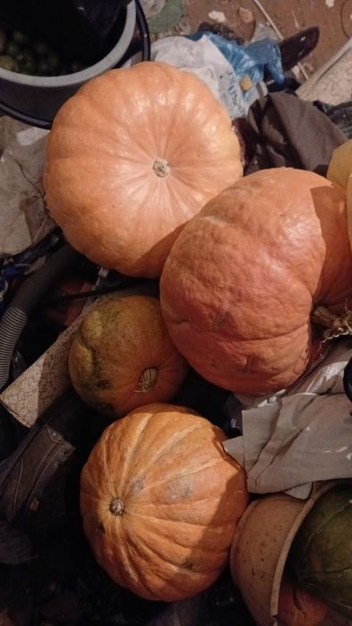 Продам тыкву дачную