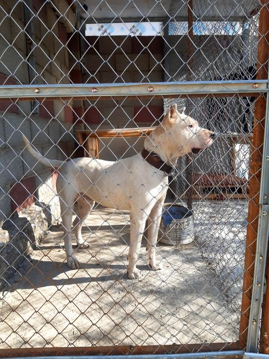 Стаффордширский терьер  вязка