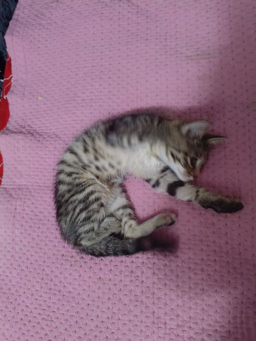 Отдам котенка бесплатно