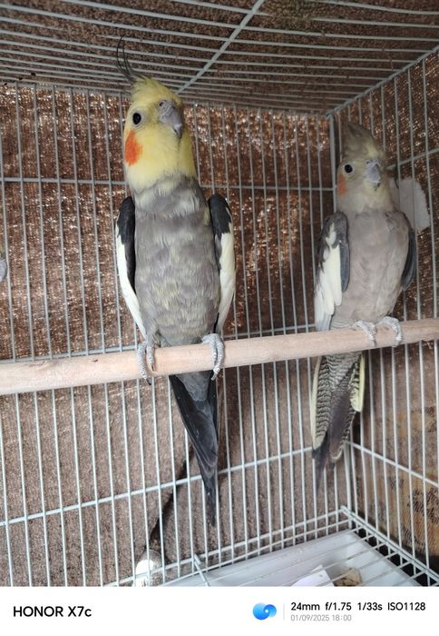 Продоются 3 папугая кареллы