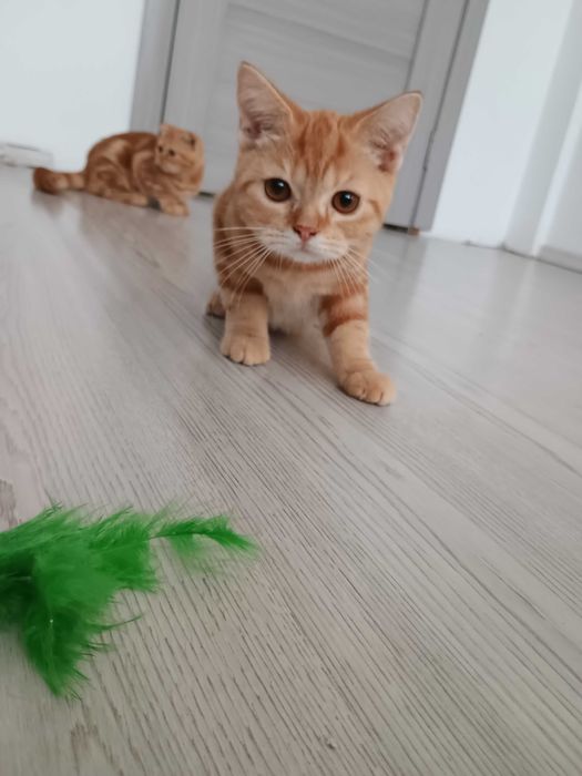 Motănei Tabby Red Orange