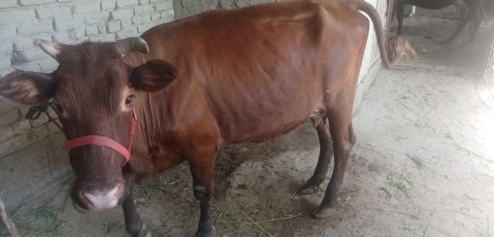 Жондор калсо олдида