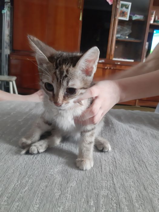 Отдам в хорошие руки