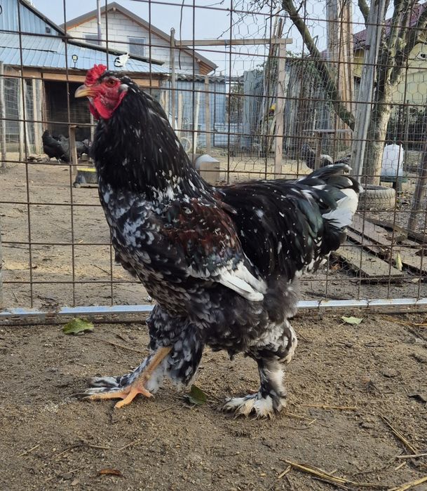 Vand/Schimb Cocos brahma  porțelan