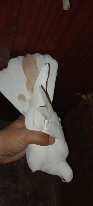 Голубка желто перая