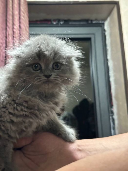 Котенок..мальчик