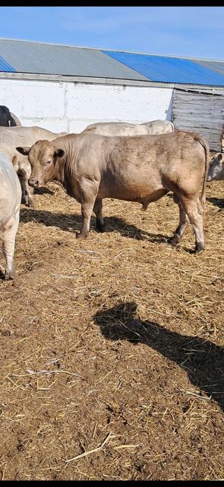 Продам бычков 2-2.5 годовалые.