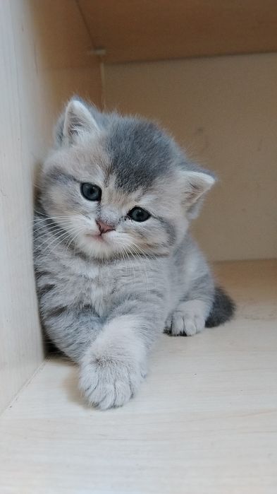 Срочно Продаётся котят