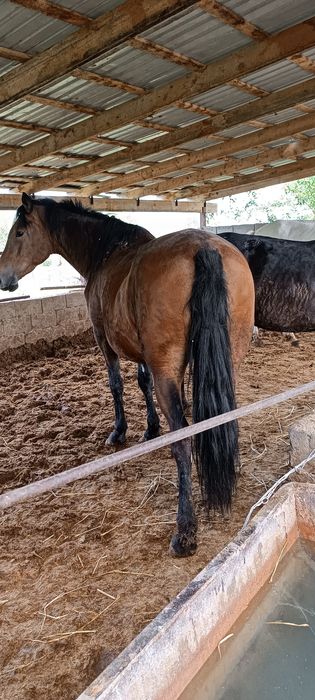 Продам откормленных лошадей