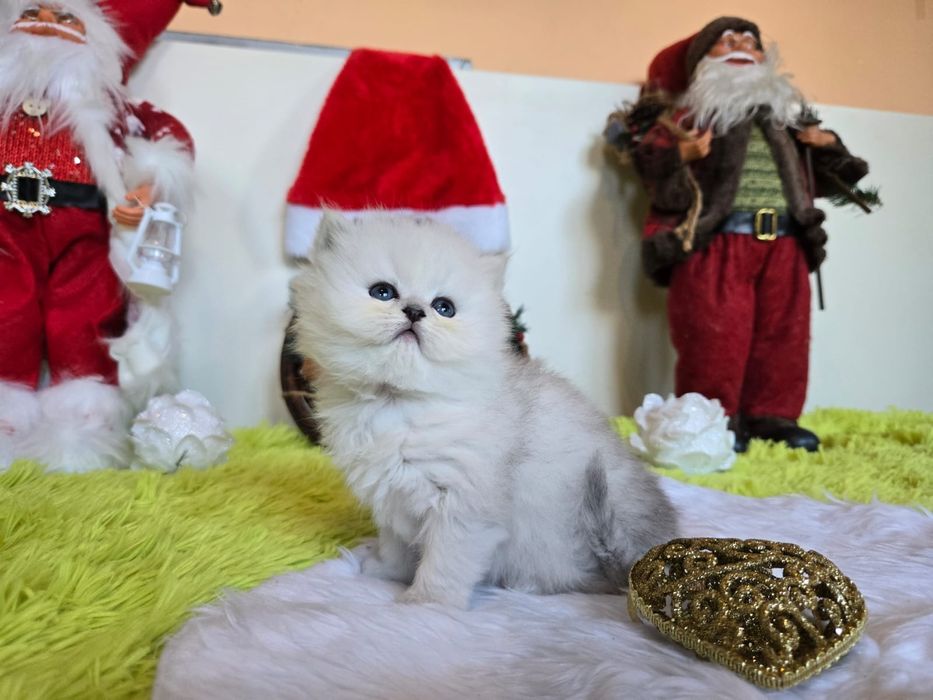 Британски дългокосмести котенца